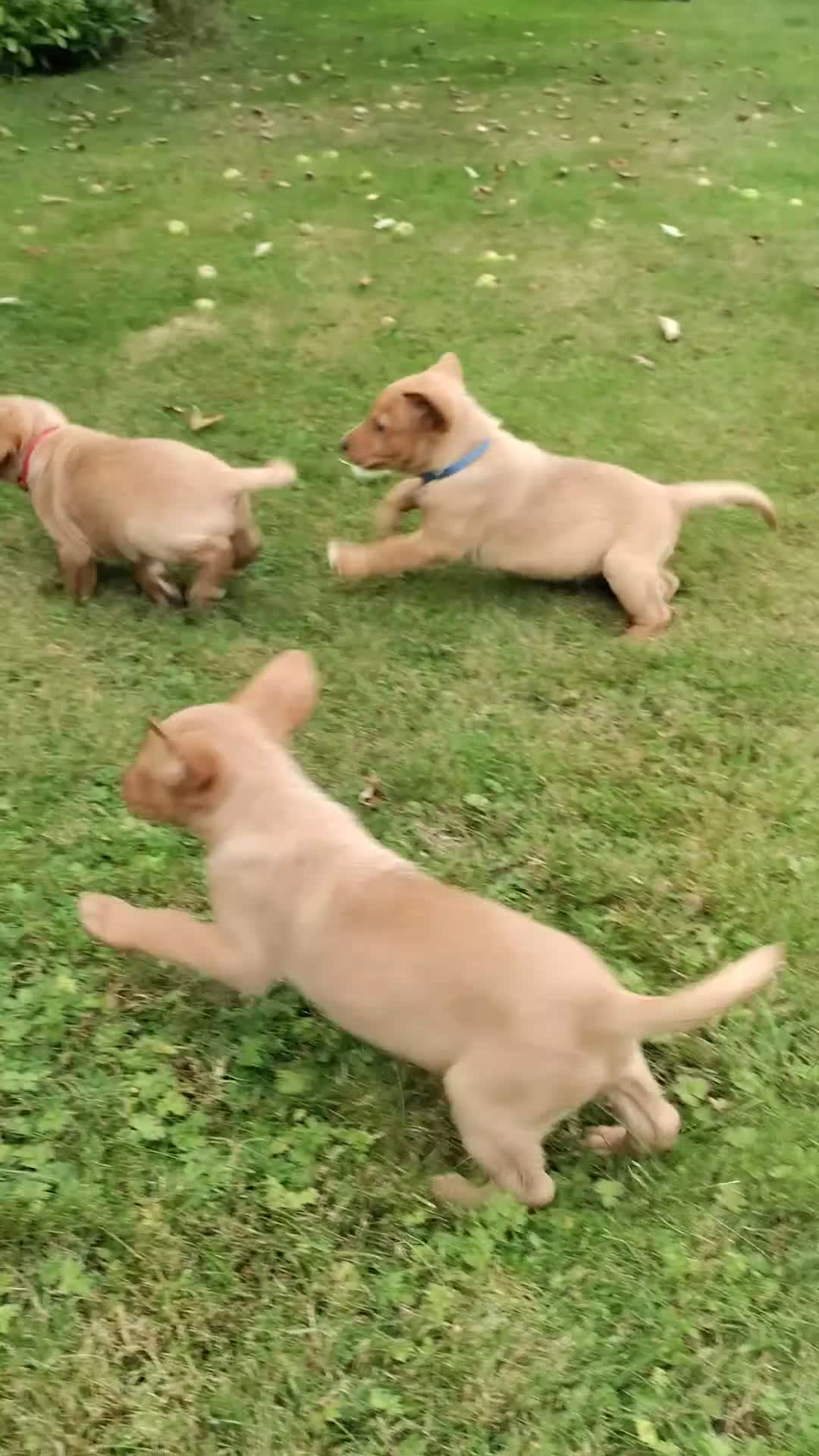 Labrador Retriever dogs for sale: Labrador pups for sale  - Video 2