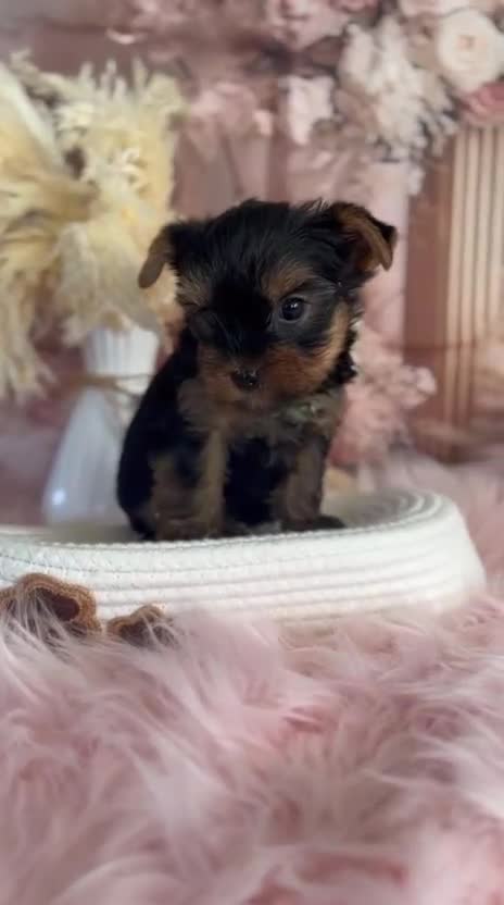 Yorkshire Terrier dogs for sale: Our amazing five pups are fully registered - Video 4