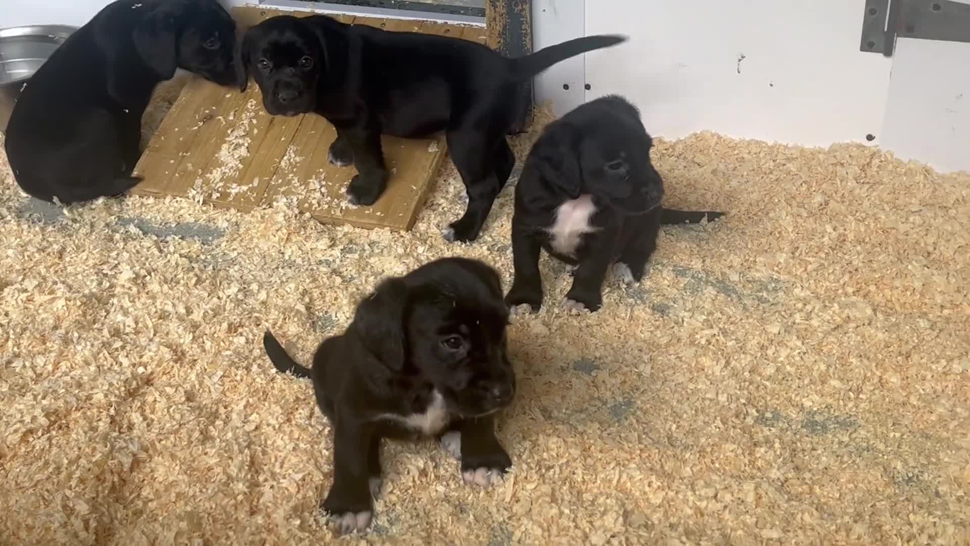 Springador dogs for sale: Stunning Springerdor Pups - Video 2