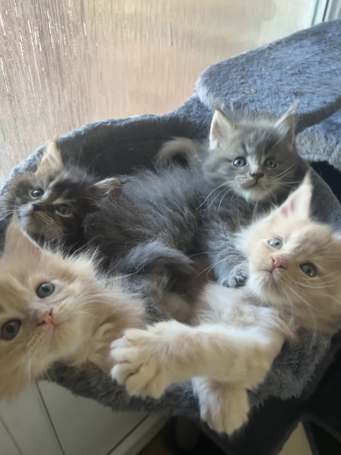 Maine Coon cats for sale: Last 2 boys left   - Video 2