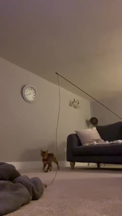 Bengal cats for sale: Beautiful 3-Year-Old Bengal Girl - Video 1