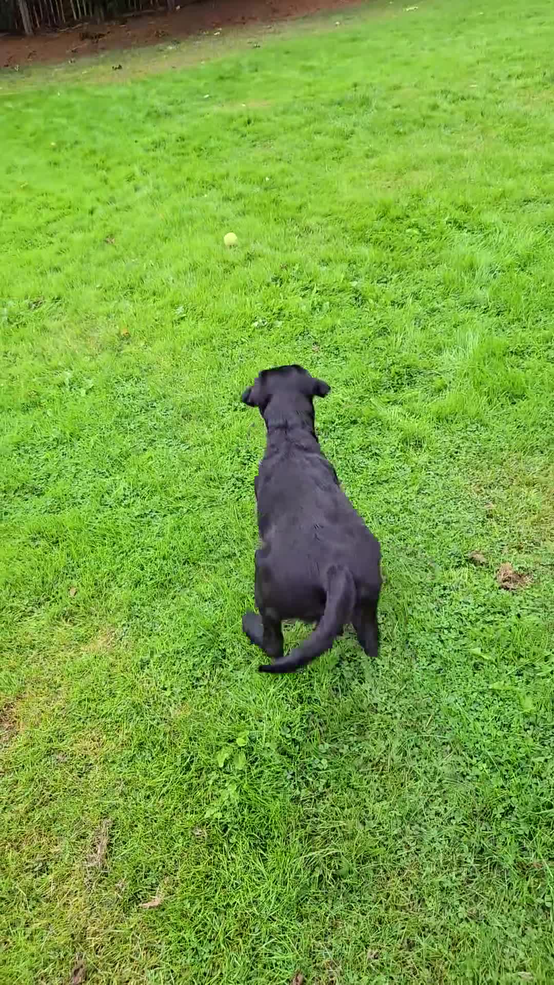 Labrador Retriever dogs for sale: Kc Reg Labrador dog pups. - Video 2