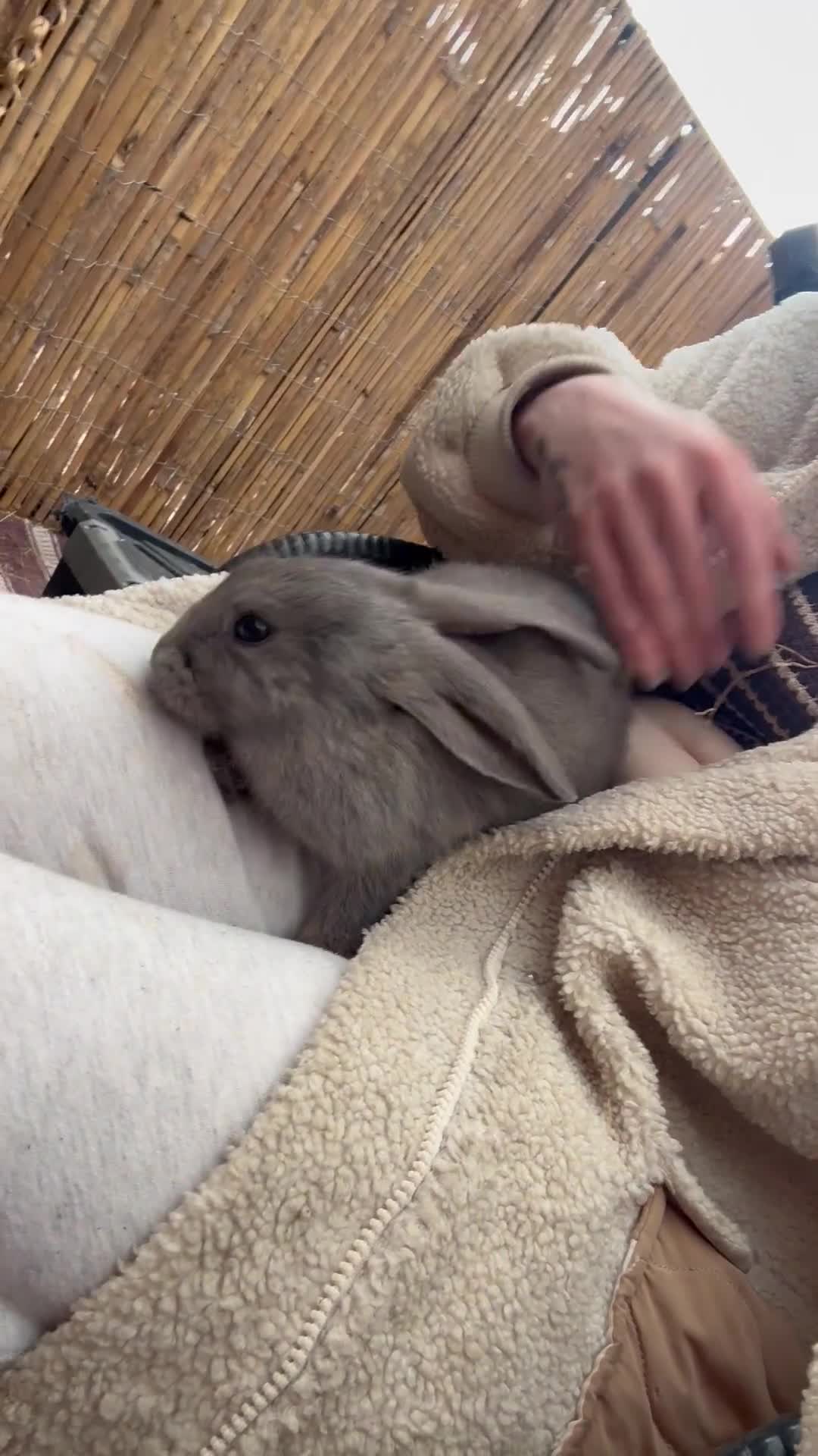 French Lop rabbits for sale: Continental x French lop 🩶 READY TO LEAVE NOW  - Video 1