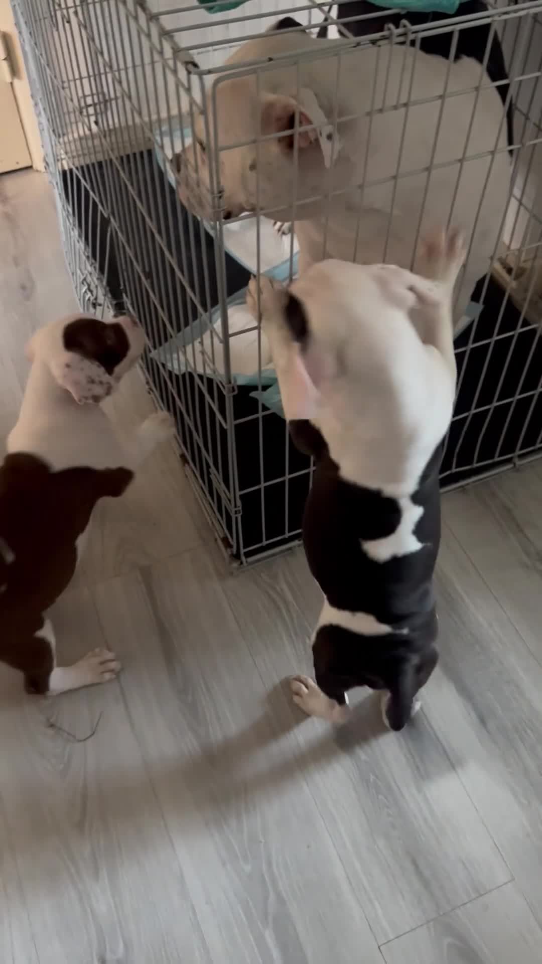 American Bulldog dogs for sale: Last boy left lost last account please message her - Video 1
