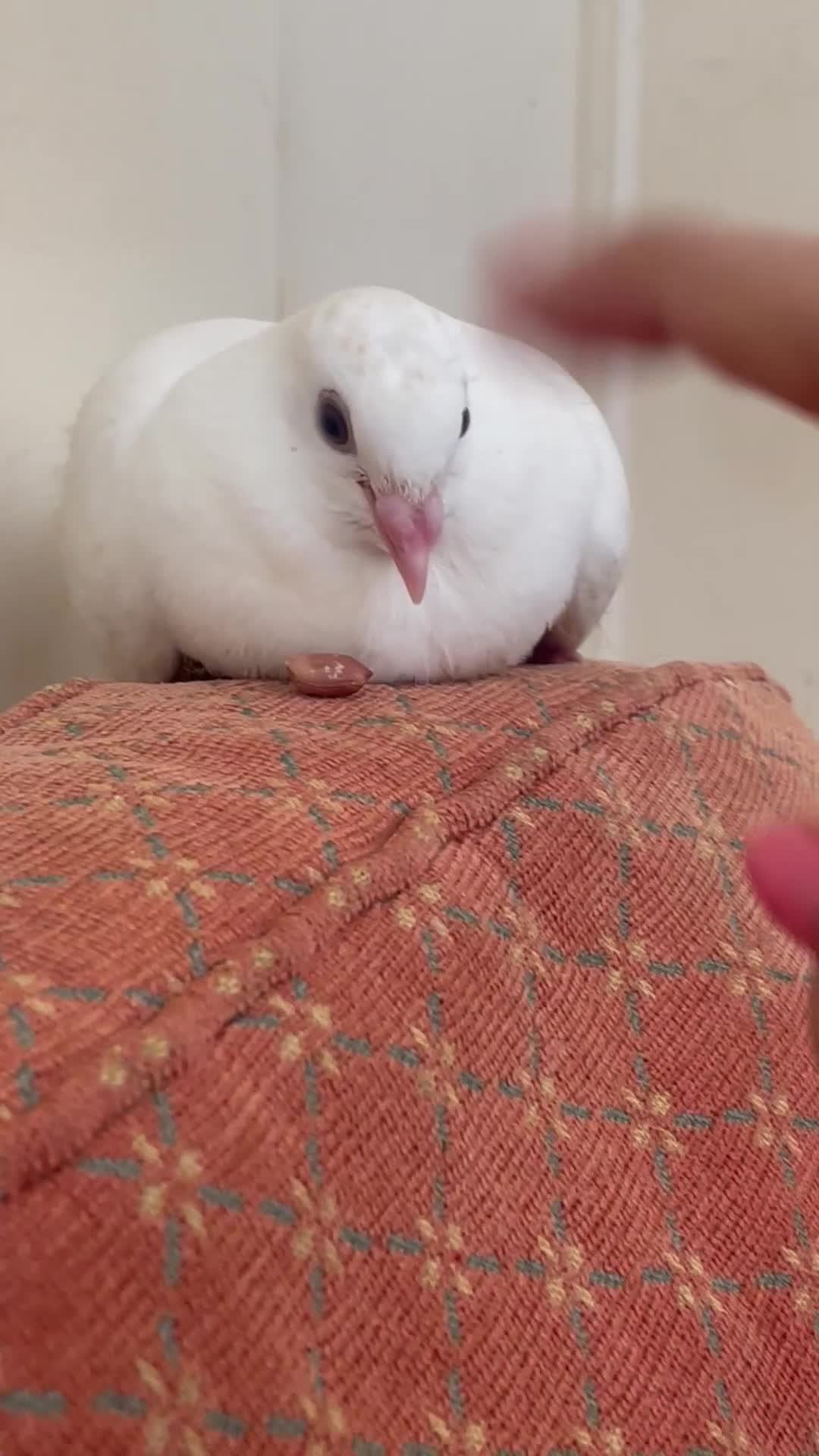 Pigeons birds for sale: Pet pigeon for sale  - Video 1