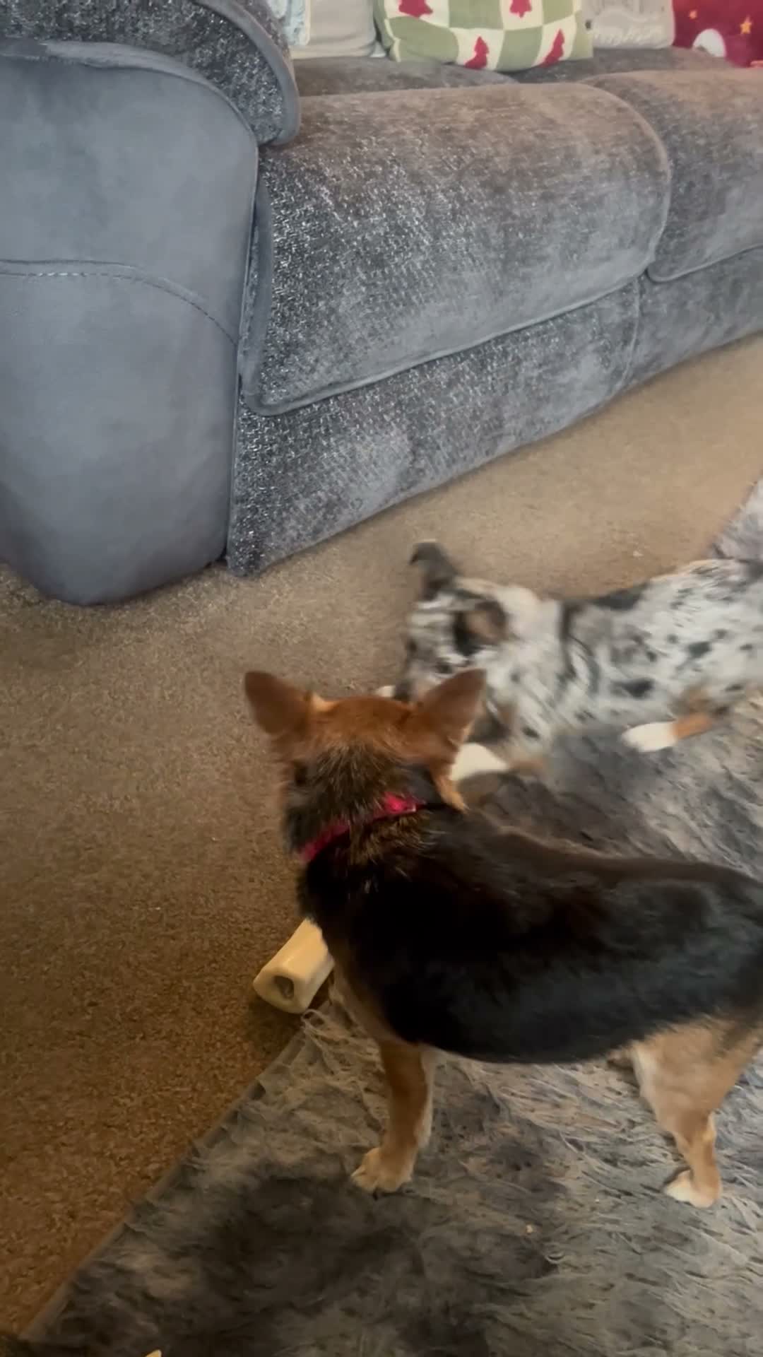 Jack Russell dogs for sale: Six month old Jack Russell - Video 1
