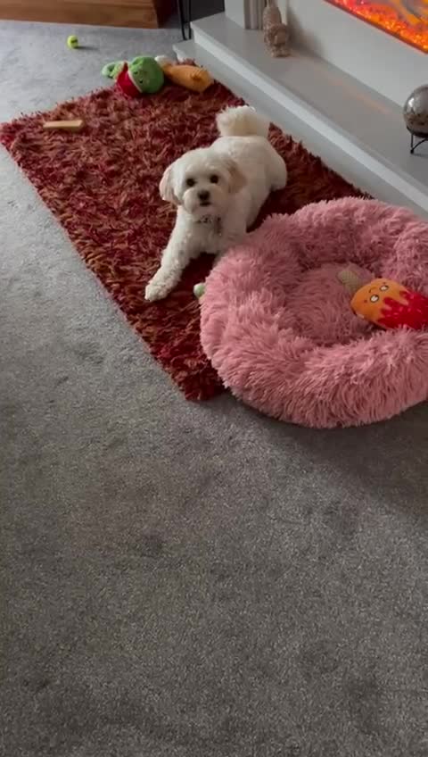 Mixed Breed dogs for adoption: Dixie is a beautiful 3.5 year old Poodle cross - Video 1