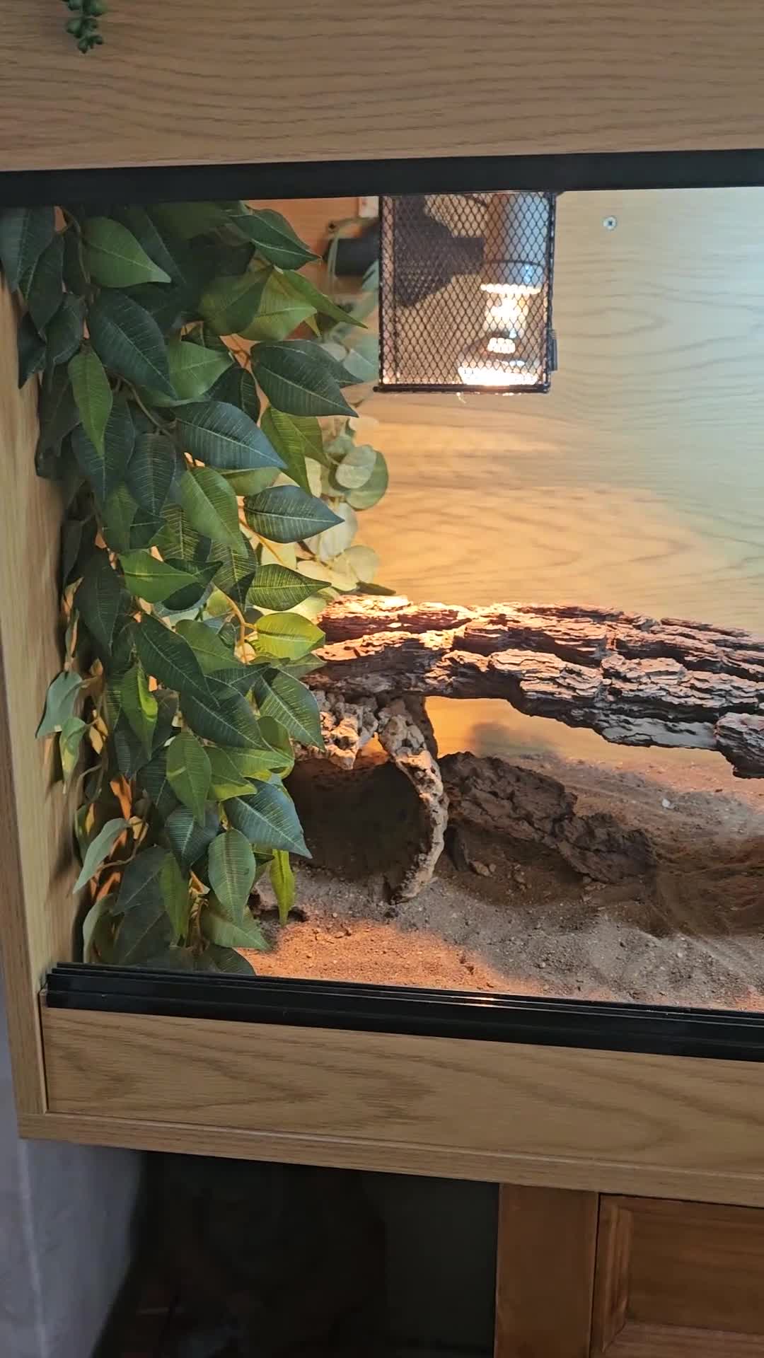 Bearded Dragon reptiles for sale: 2 year old female bearded dragon and full set up - Video 2