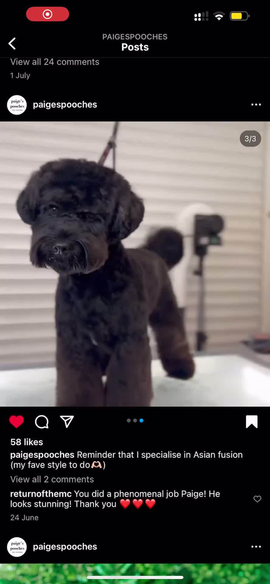 Cavapoochon dogs for stud: For Stud - Handsome Cavapoochon Boy Available - Video 3