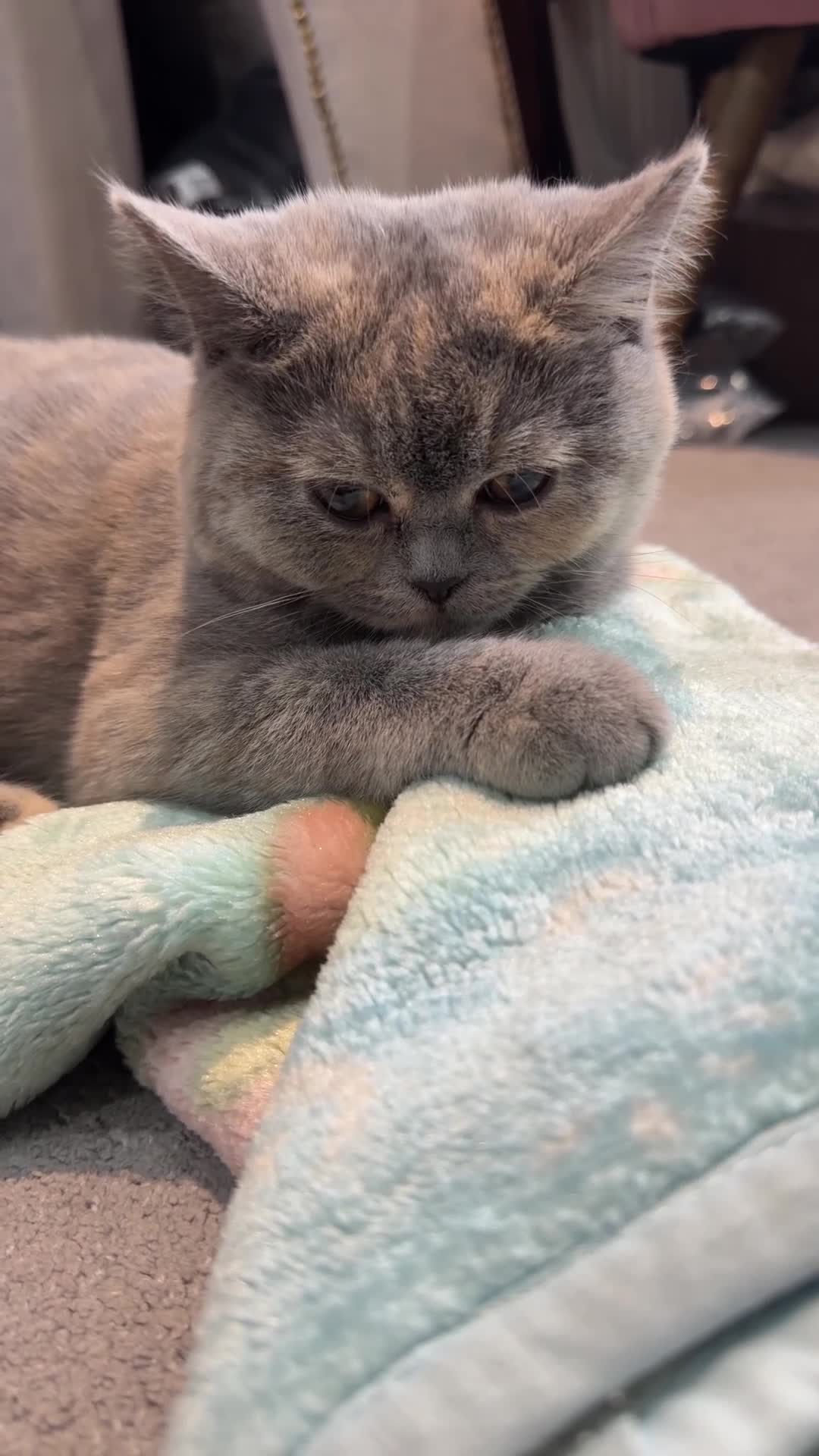 British Shorthair cats for sale: British shorthair in Birmingham - Video 1