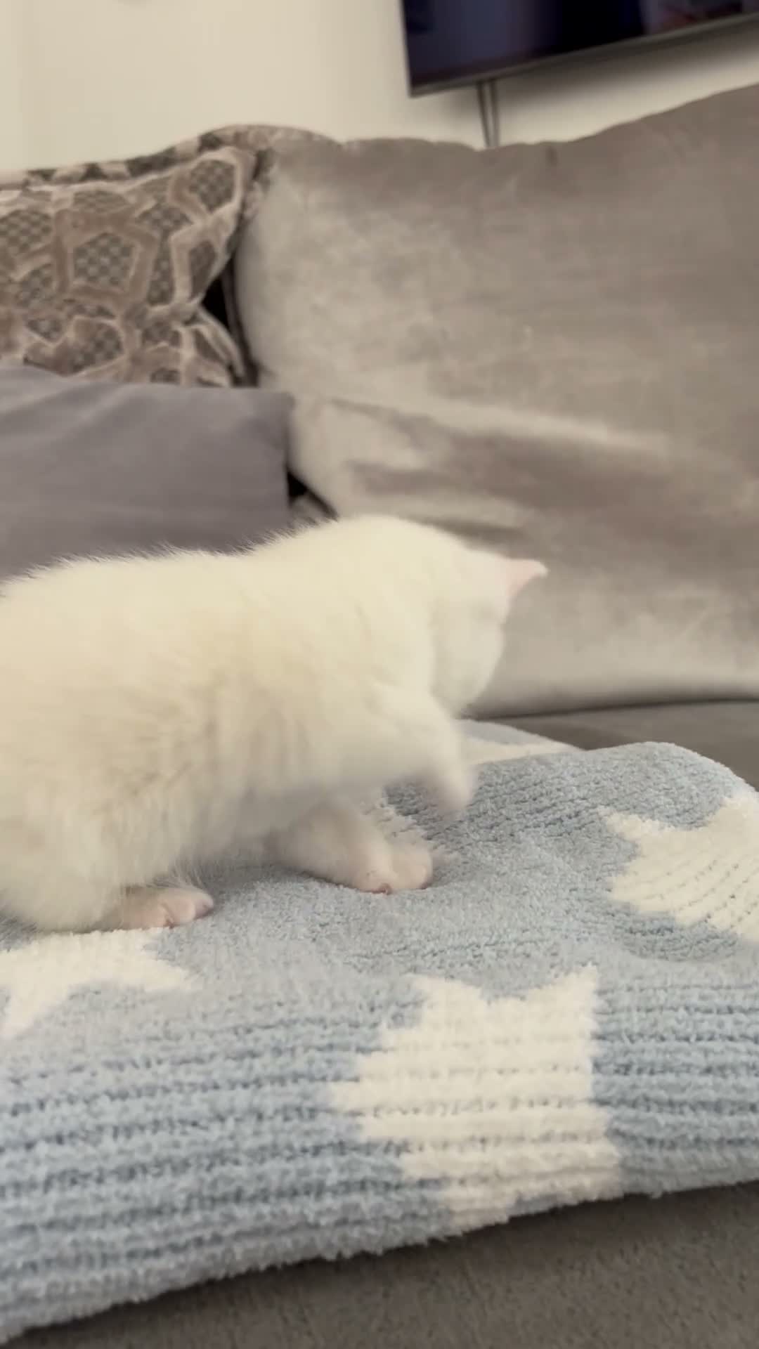 British Shorthair cats for sale: 4 beautiful kittens - 2 female & 2 male - Video 2