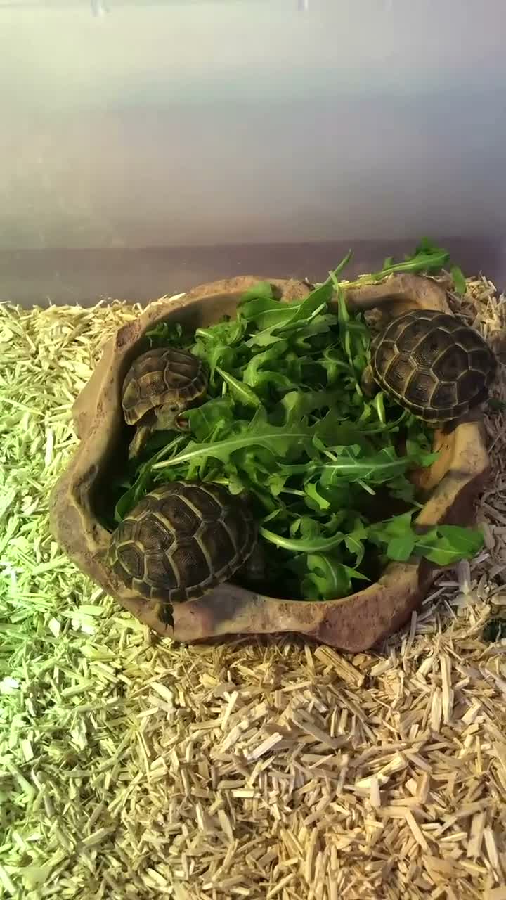 Tortoise reptiles for sale: Baby spur thighed tortoises  - Video 1