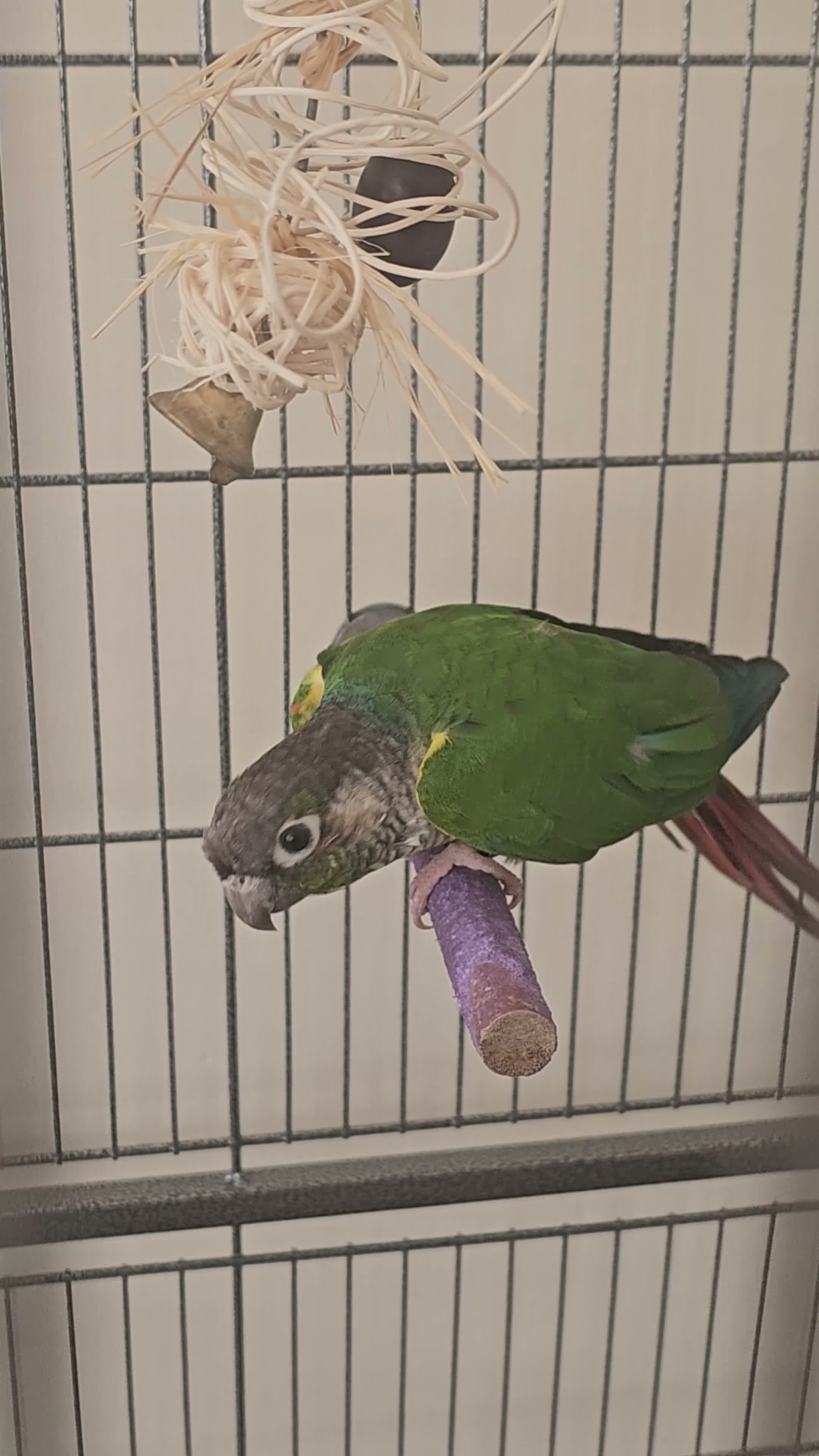 Conures birds for sale: Green cheeked conure for sale with good size cage  in Rochdale - Video 1