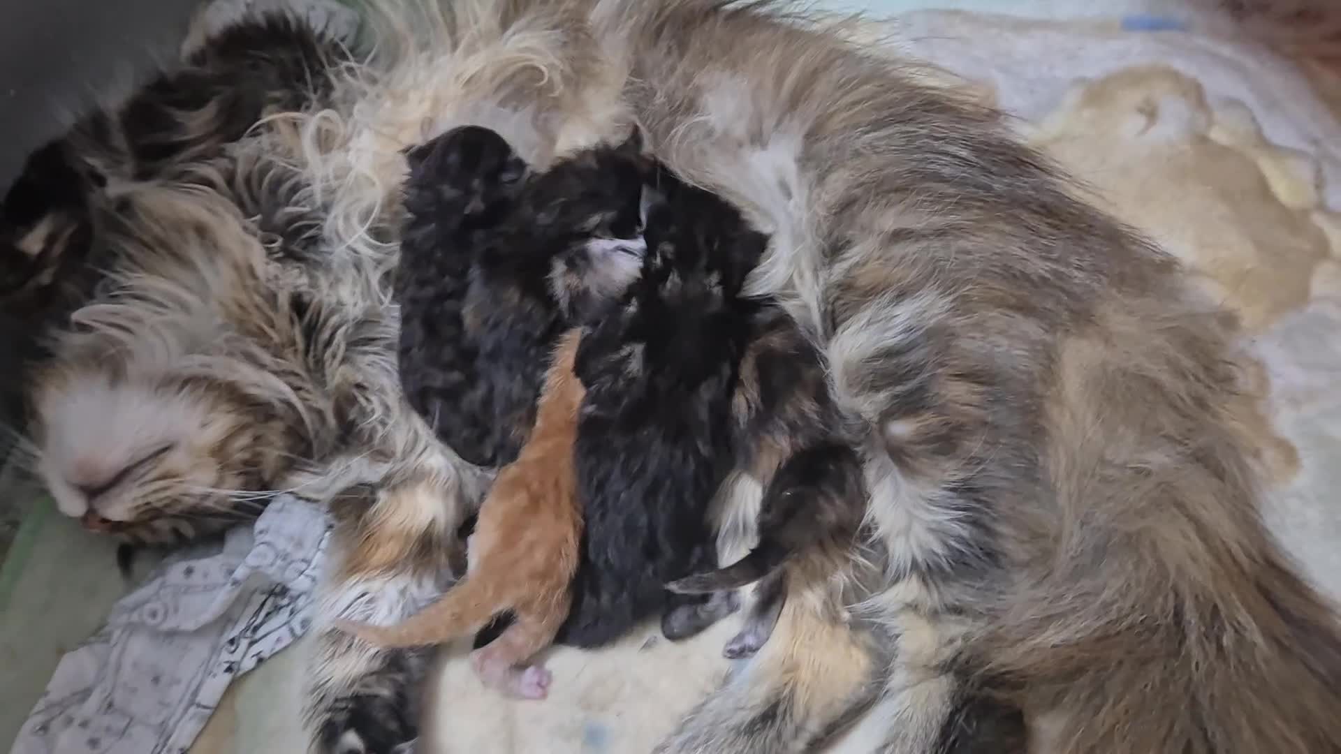 Maine Coon cats for sale: Gccf Pedigree Maine Coon Kittens - Video 1