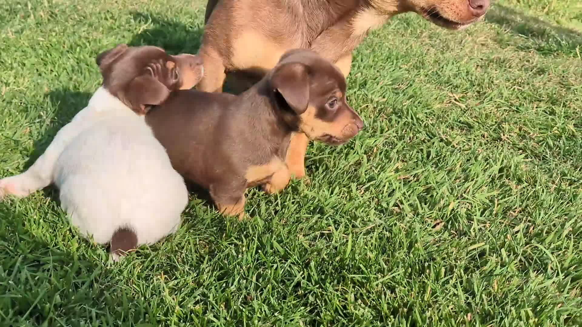 Jack Russell dogs for sale: Jack Russell puppies small breed  - Video 1