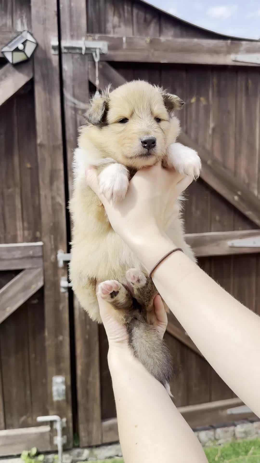 Rough Collie dogs for sale: Sable and white Rough collie puppies - Video 5