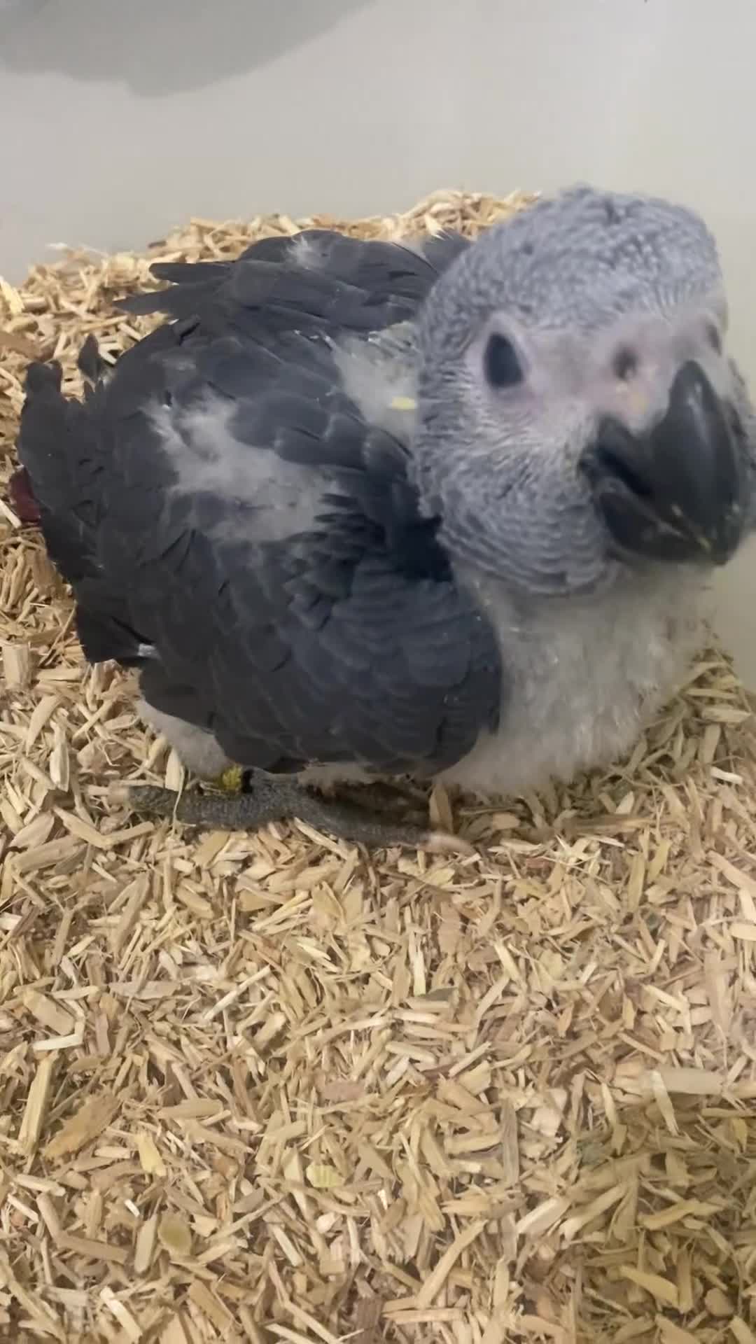 Parrots birds for sale: Super tame- cuddly African grey babies - Video 2