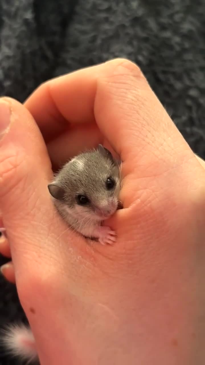 Mouse rodents for sale: African Pygmy dormice (read description)  - Video 4
