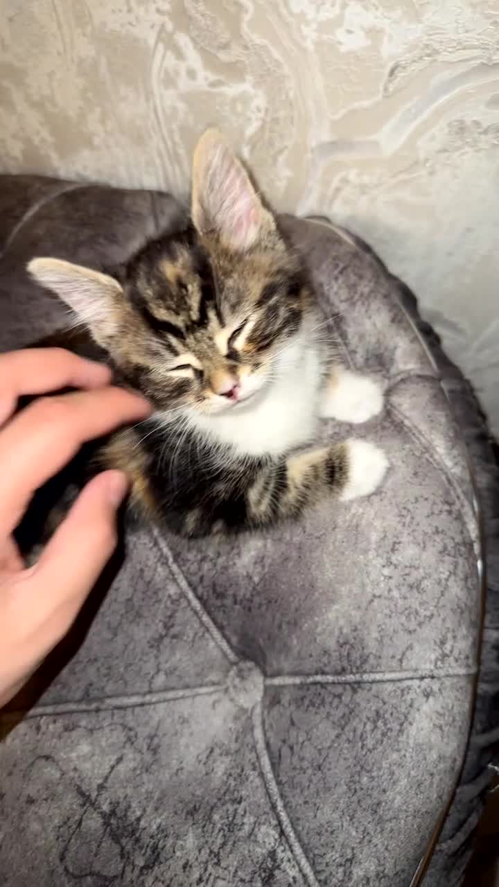 Domestic Shorthair cats for sale: Adorable Tabby/British shorthair cross - Video 1