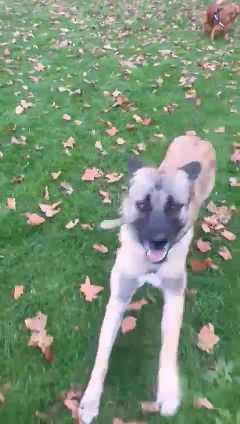 Mixed Breed dogs for sale: Melon – A Gentle Anatolian Shepherd Mix - Video 3
