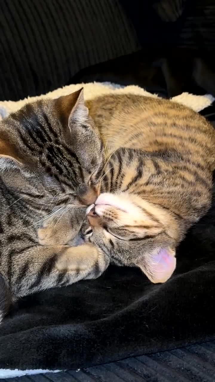 Domestic Shorthair cats for sale: 🐾 Kairo & Wooshay – Loving Homes Wanted 🐾 - Video 1