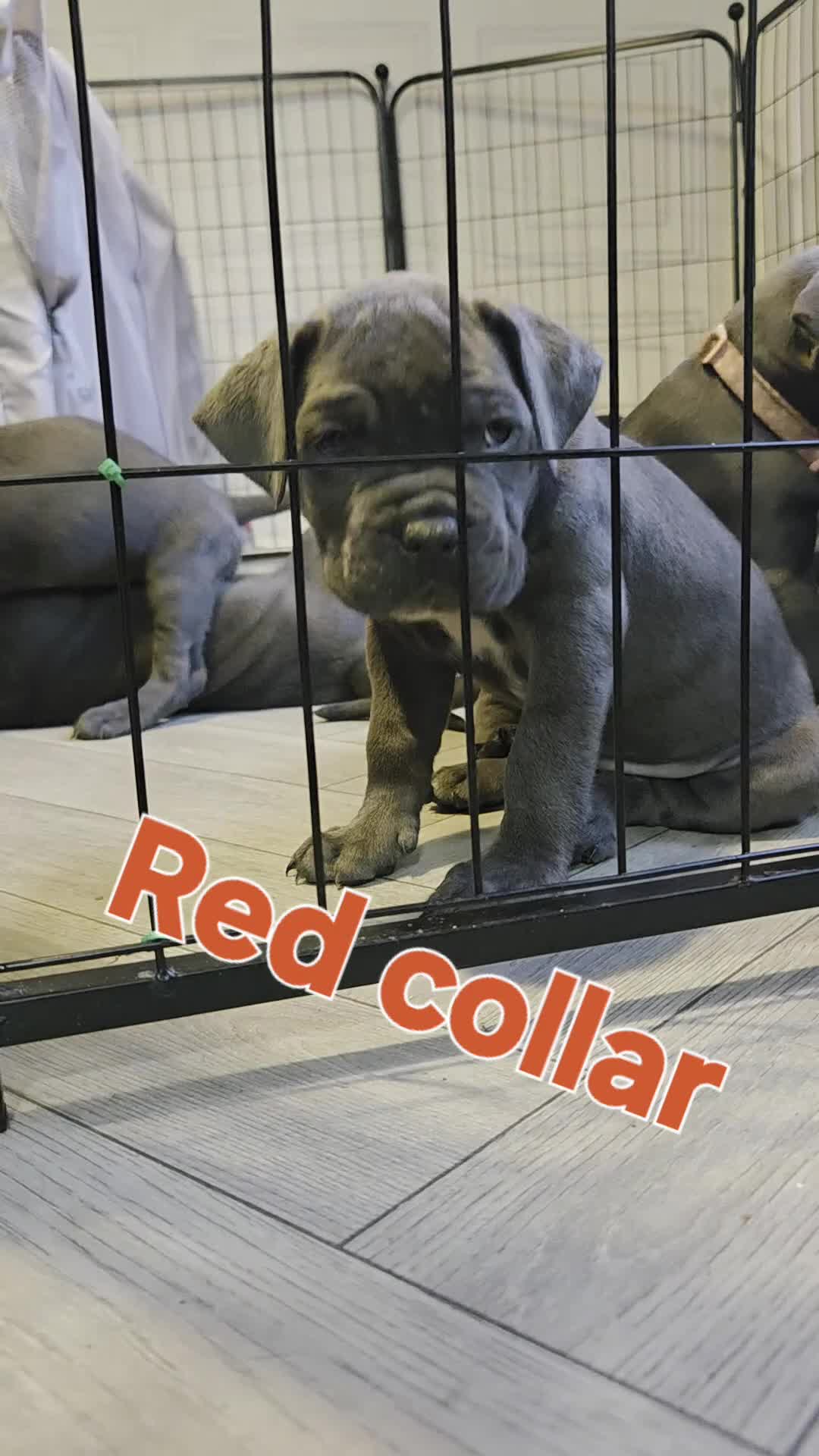 Cane Corso dogs for sale: Cane corso puppies in Merthyr Tydfil - Video 3