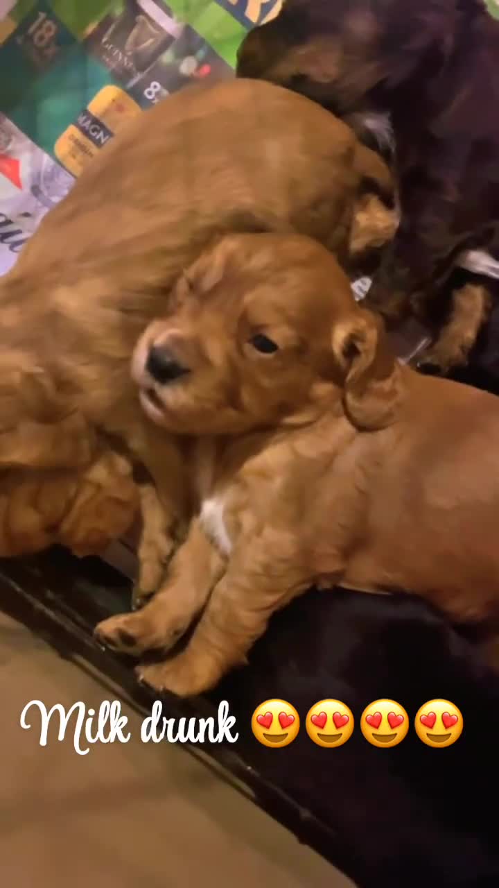 Cocker Spaniel dogs for sale: KC REGISTERED WORKING COCKER SPANIEL PUPPIES  - Video 1