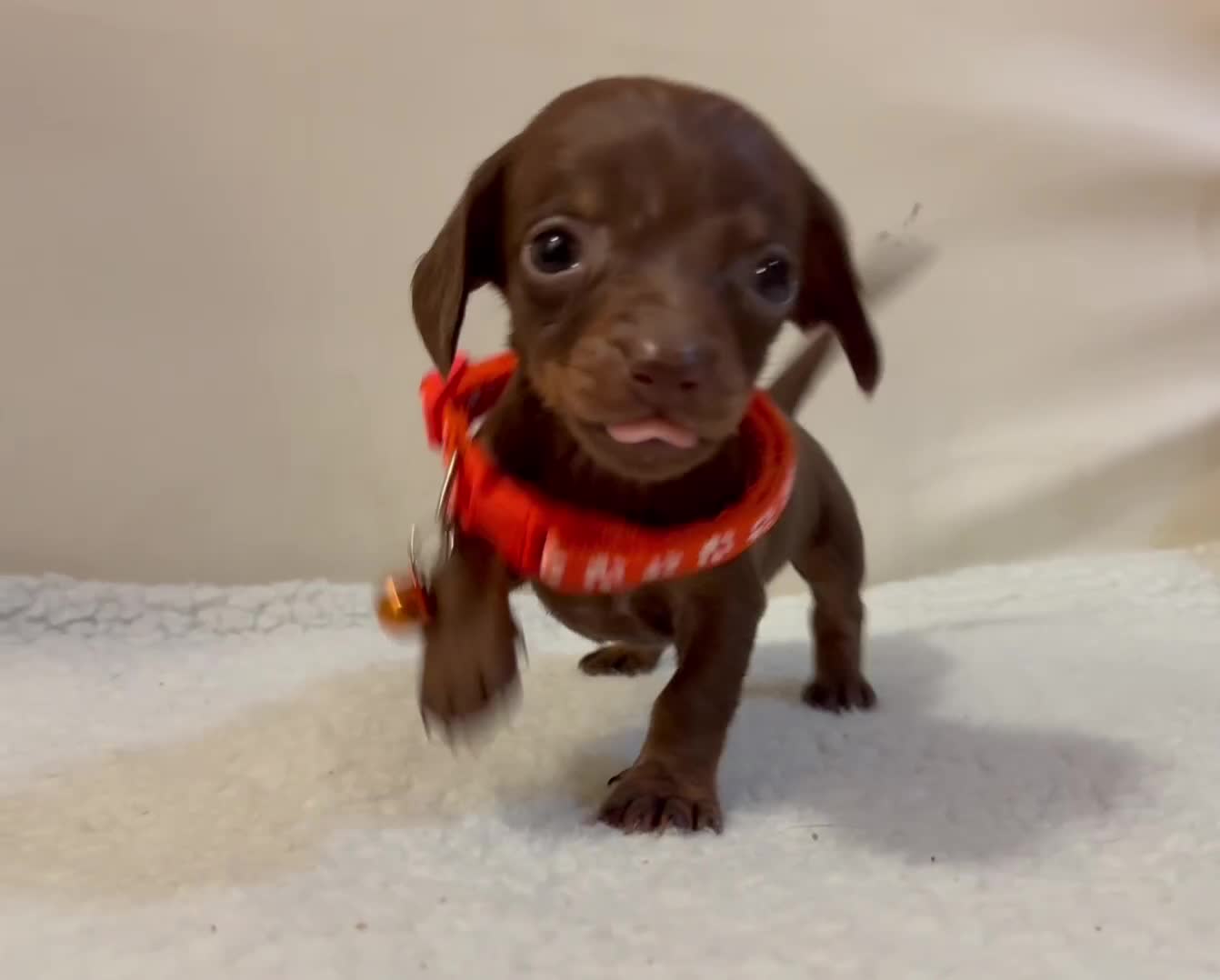 Miniature Dachshund dogs for sale: Miniature Dachshund puppies 🐶  - Video 2