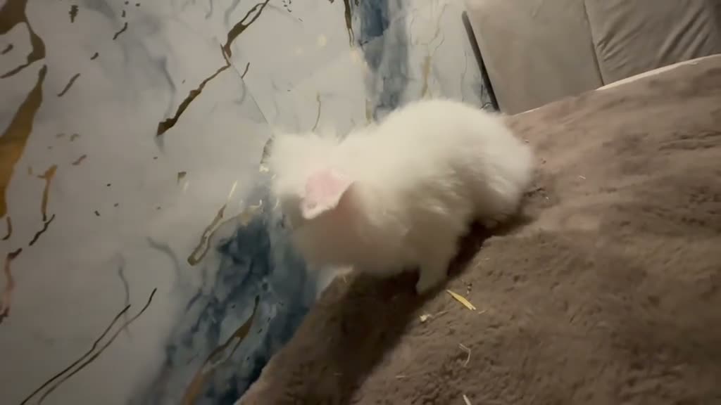 Angora rabbits for sale: 10 week old teddy widder Buck  - Video 1