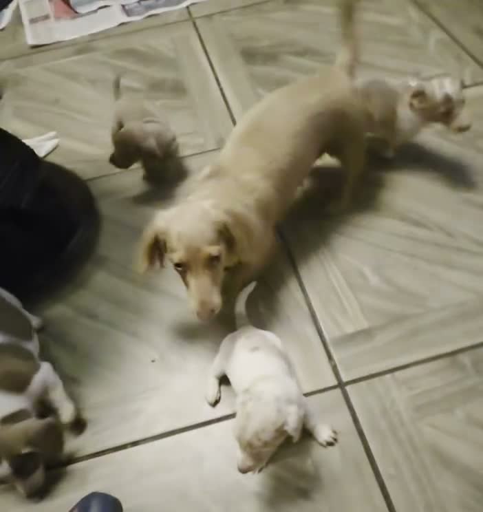 Dachshund dogs for sale: Cheeky Mini daschunds babies - Video 2