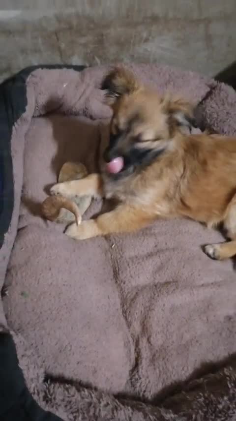 Mixed Breed dogs for adoption: 💙🐶 FUNTIK 🐶💙 - Video 1