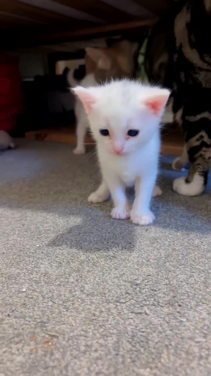 Domestic Shorthair cats for sale: Turkish angora/siamese X Torbie kittens  - Video 4