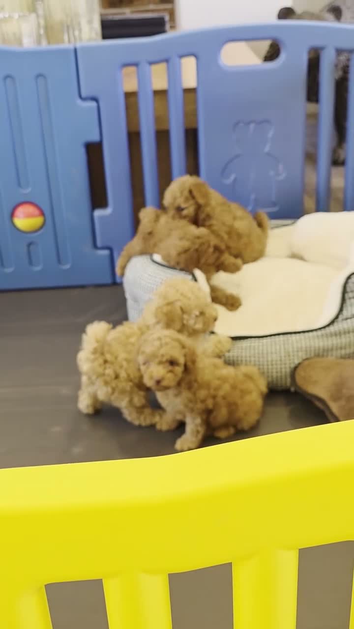 Toy Poodle dogs for sale: Beautiful Toy Poodle Puppies - Video 1