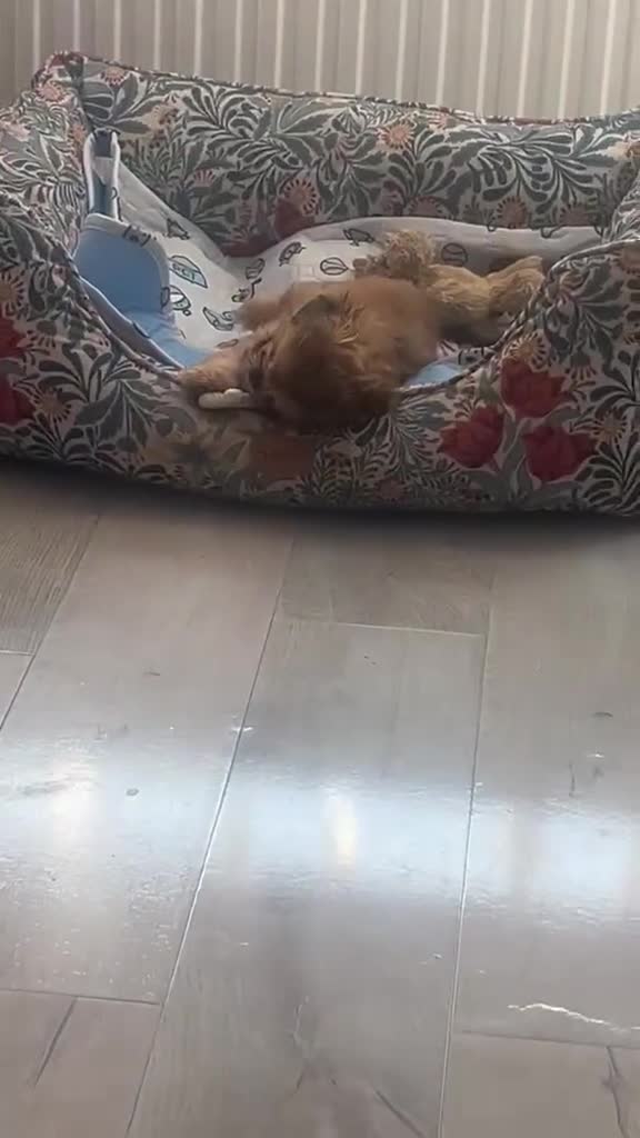 Shih Tzu dogs for sale: Teddy bear miniature imperial shih tzu male - Video 2