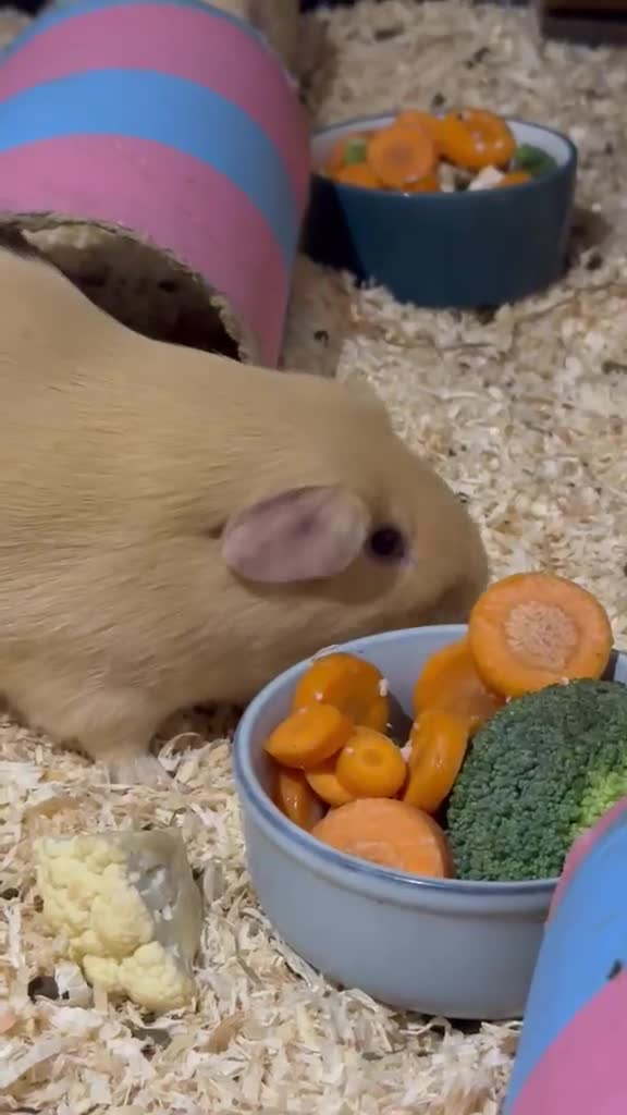 Guinea Pig rodents for sale: 3 Male Guinea Pigs Looking 4 New Forever Home 🐹❤️ - Video 3