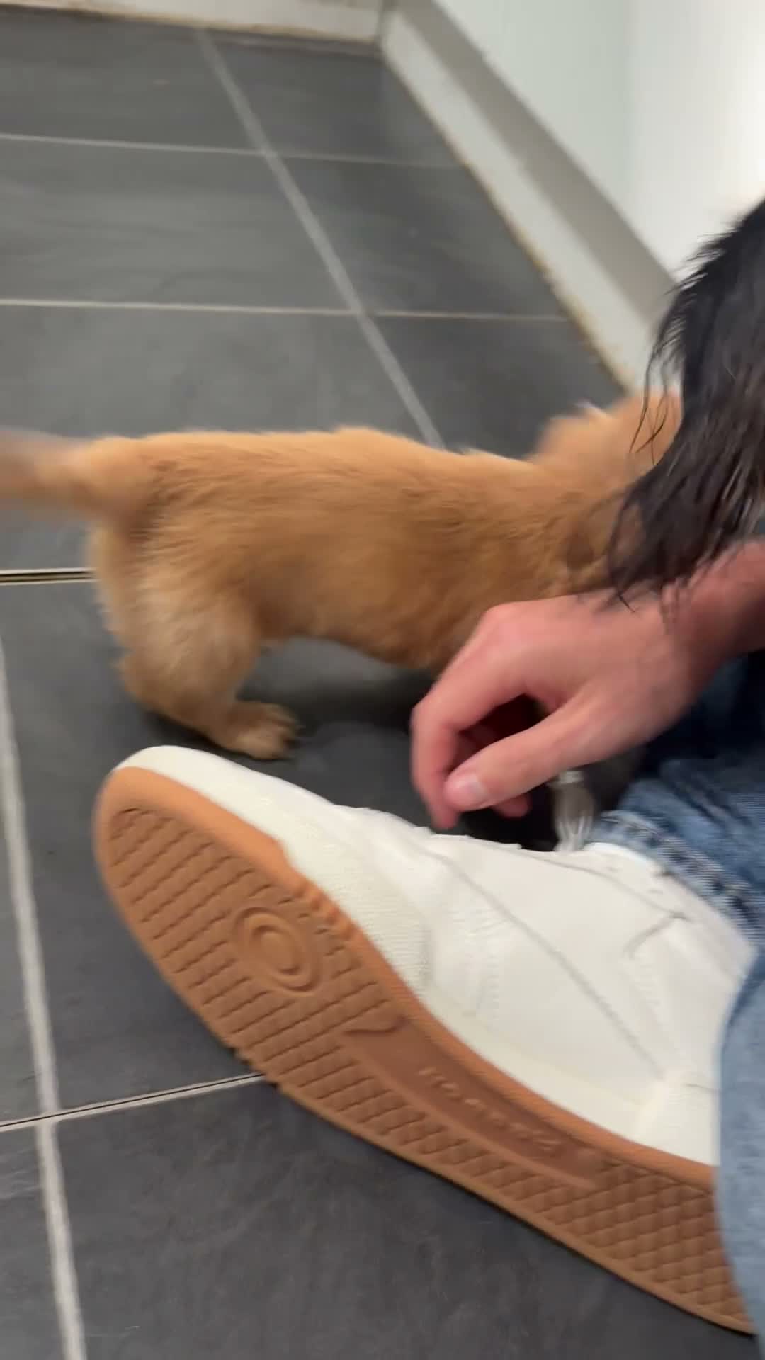 Miniature Dachshund dogs for sale: Cream long haired miniature dachshund in Manchester - Video 1