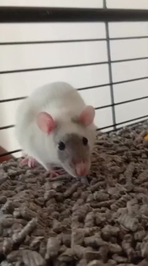 Rat rodents for sale: 2 female rats - Video 1