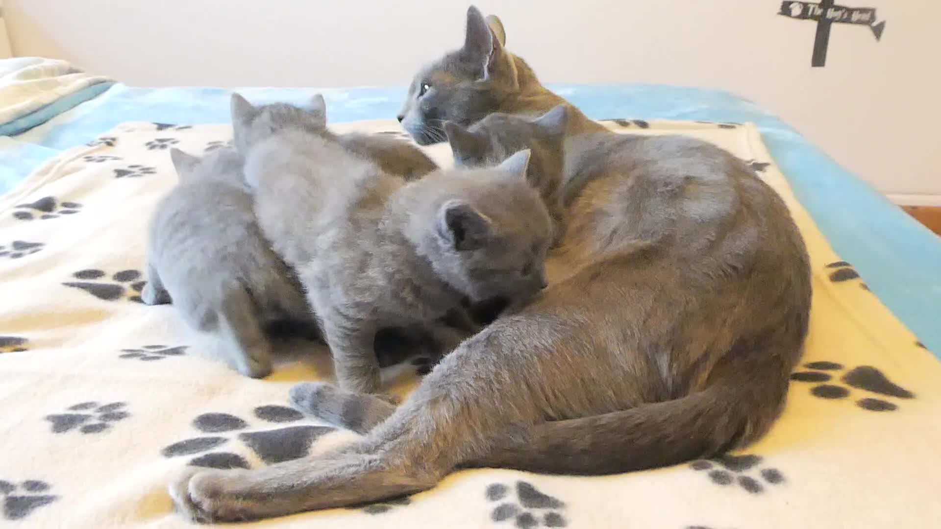 Russian Blue cats for sale: Russian Blue kittens for sale 2 Boys and 2 Girls - Video 2