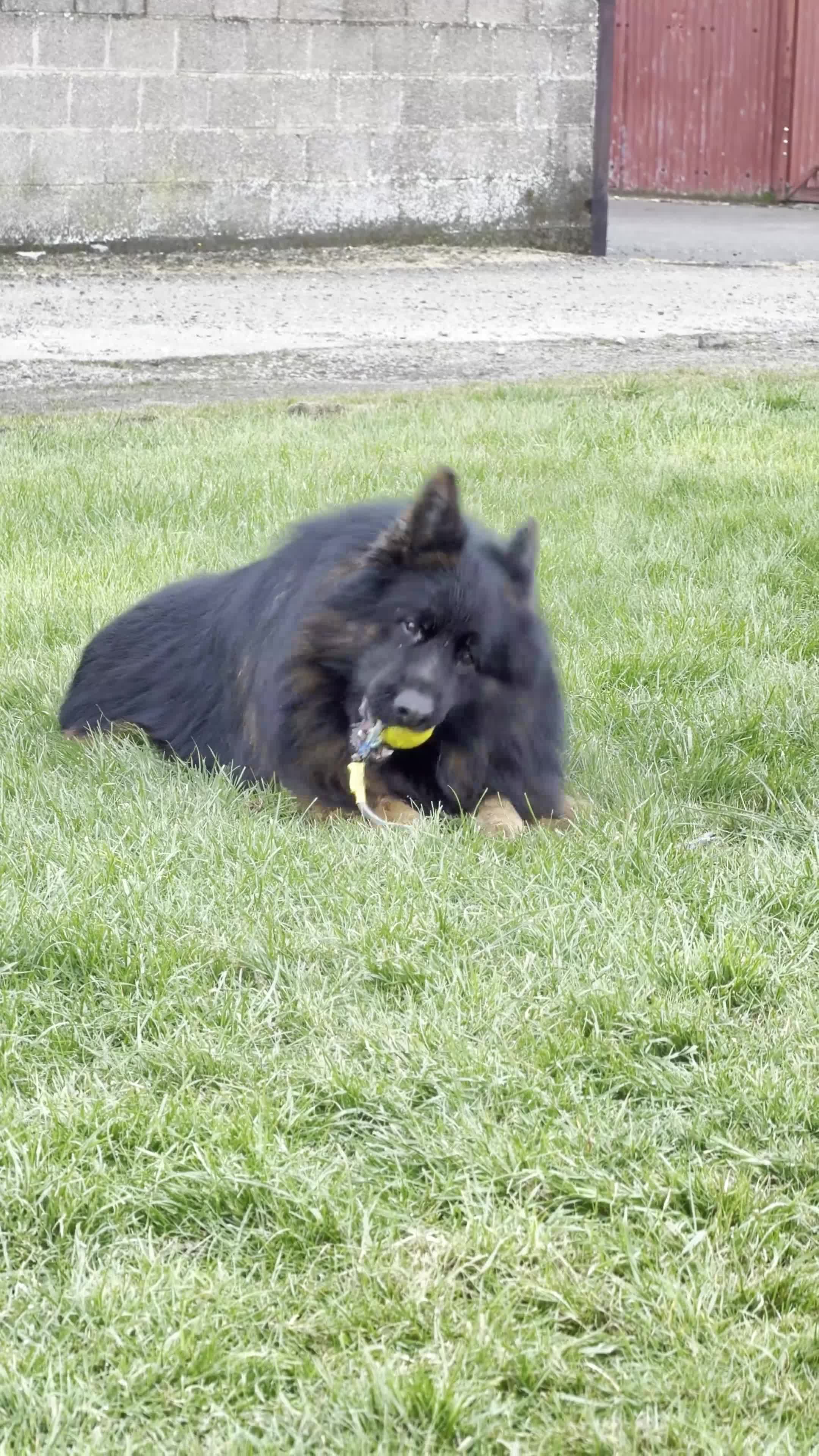 German Shepherd dogs for sale: Top Quality German shepherd Long Hair Puppies 🐾🥰 - Video 3