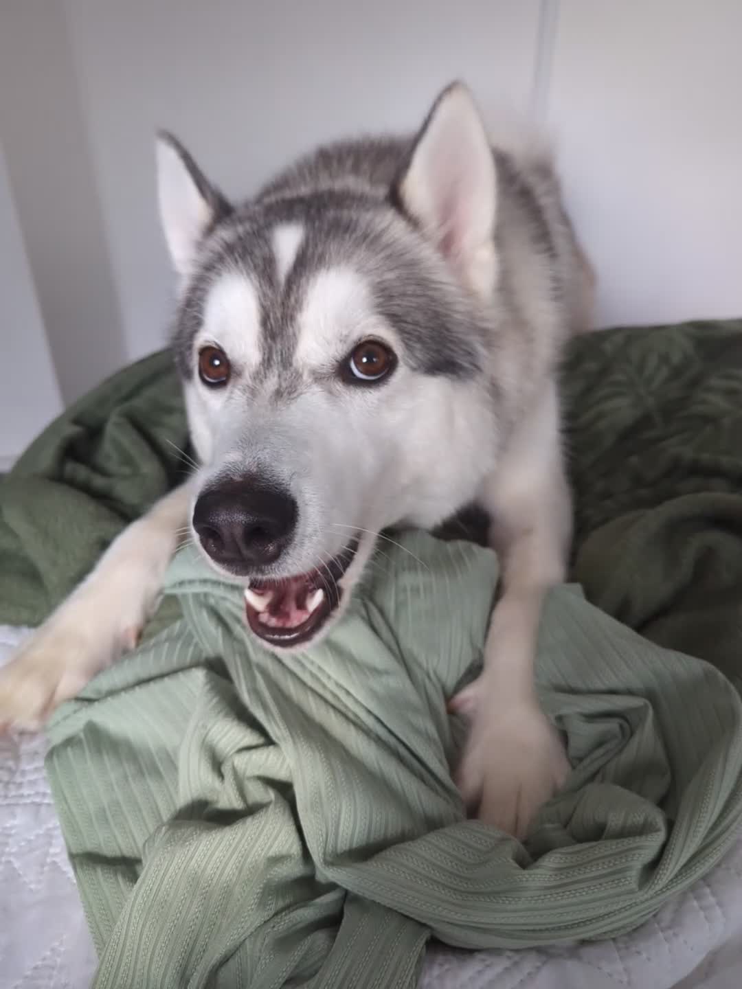 Mixed Breed dogs for stud: STUD HUSKY/MALAMUTE MIX - Video 1