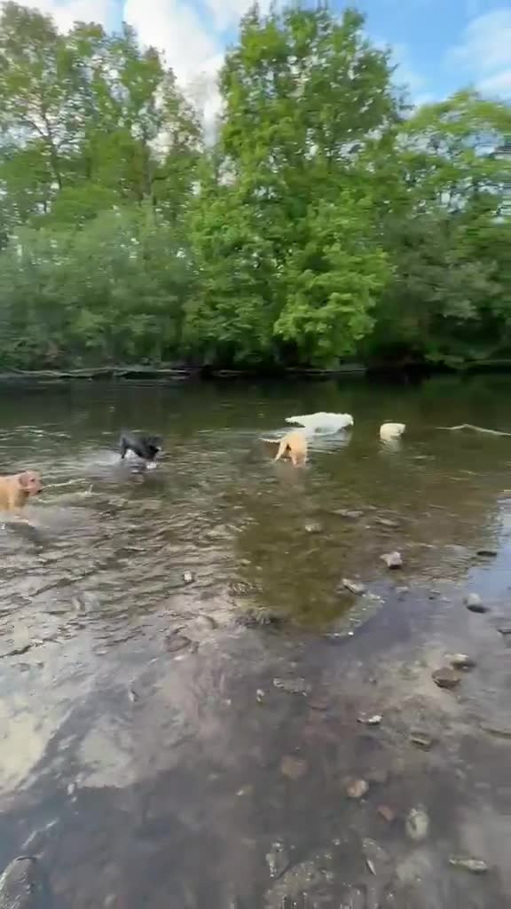 Golden Retriever dogs for sale: Mack/ Bryn Bach Golden X Evie/ Angel Annwyl - Video 2