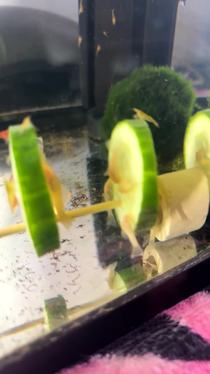 Plecos fish for sale: Plecos and fish fry  in Chester - Video 3