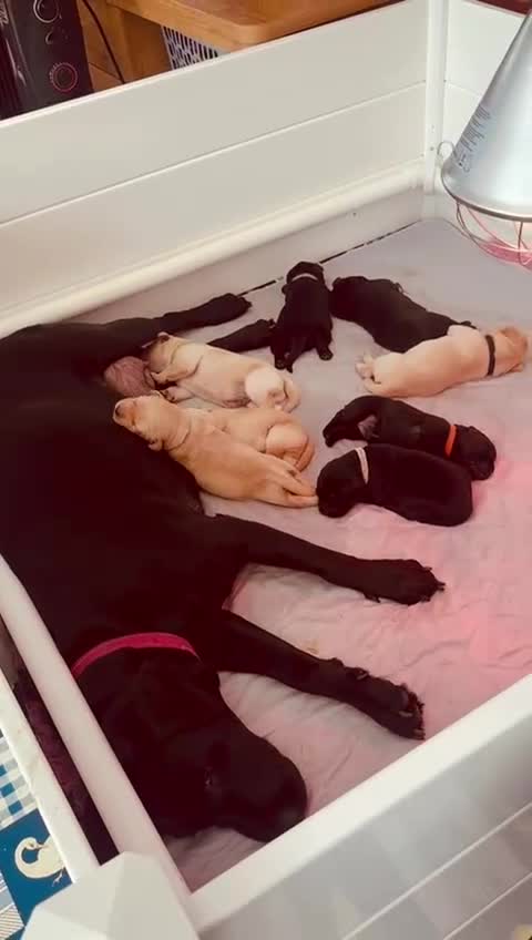 Labrador Retriever dogs for sale: KC Registered Labrador puppies  - Video 1