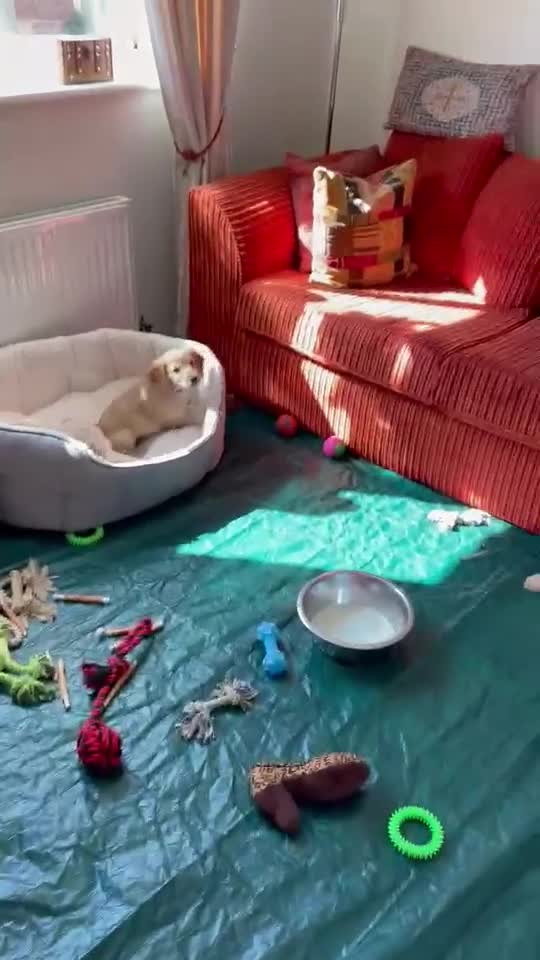 Cockapoo dogs for sale: Show class litter of 7 cockerpoo puppies - Video 3