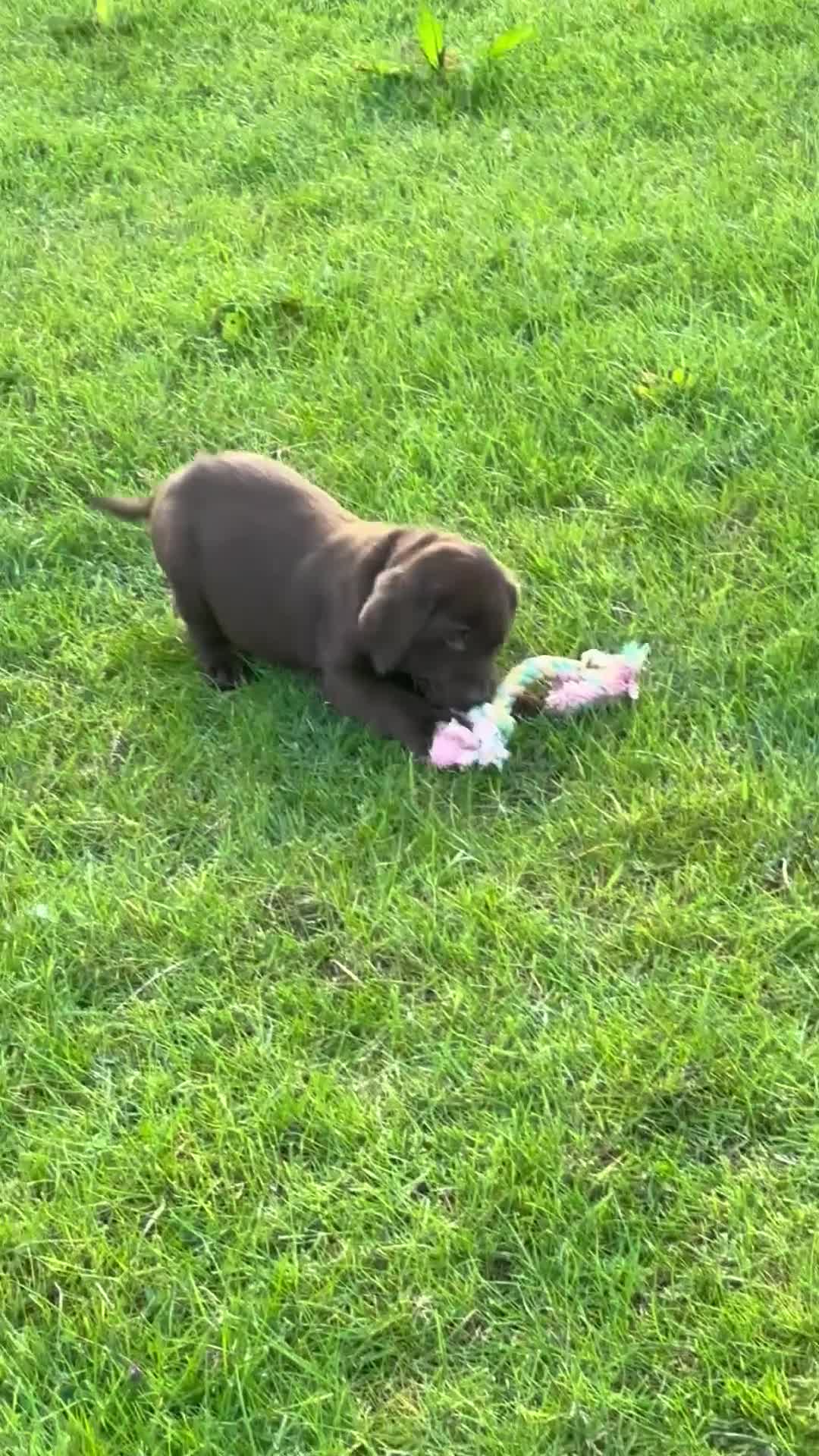 Labrador Retriever dogs for sale: Chocolate Labradors  - Video 1