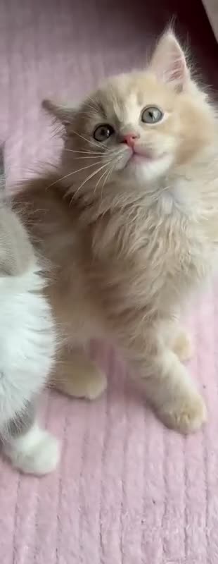 Ragdoll cats for sale: £950 Full pedigree Tica Ready now  - Video 2
