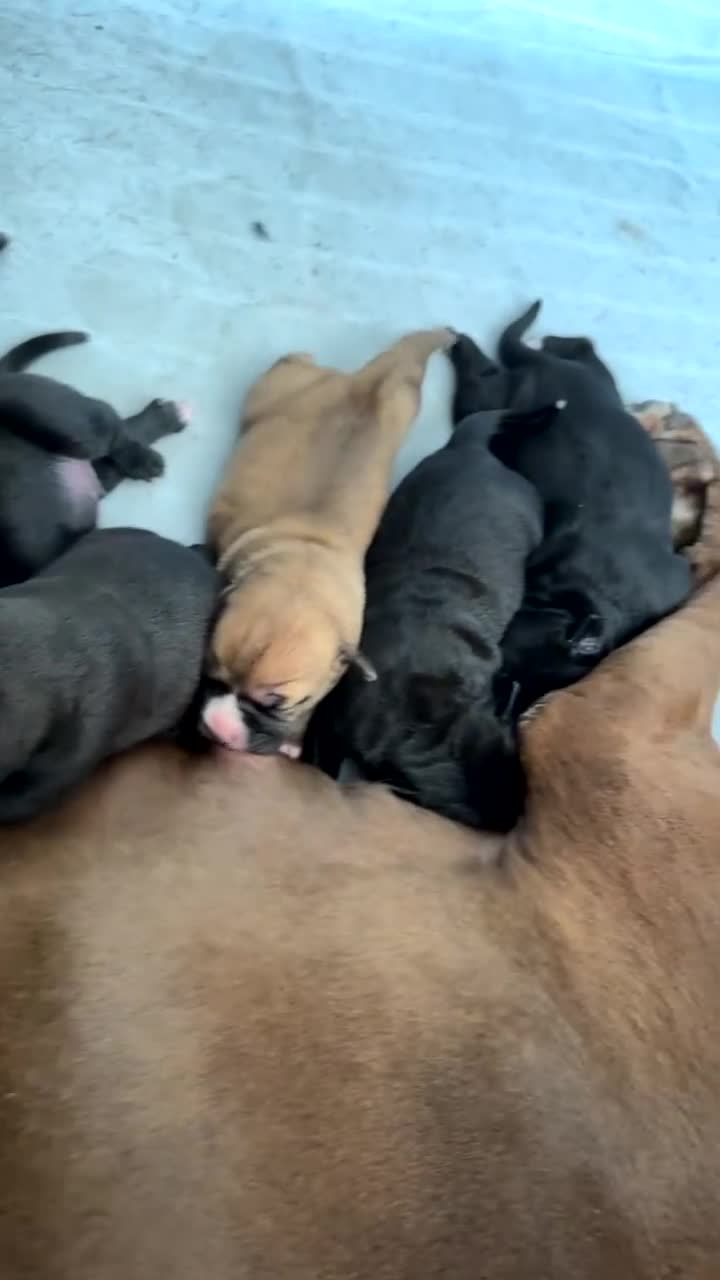 Mixed Breed dogs for sale: 6 beautiful puppies for sale  - Video 3