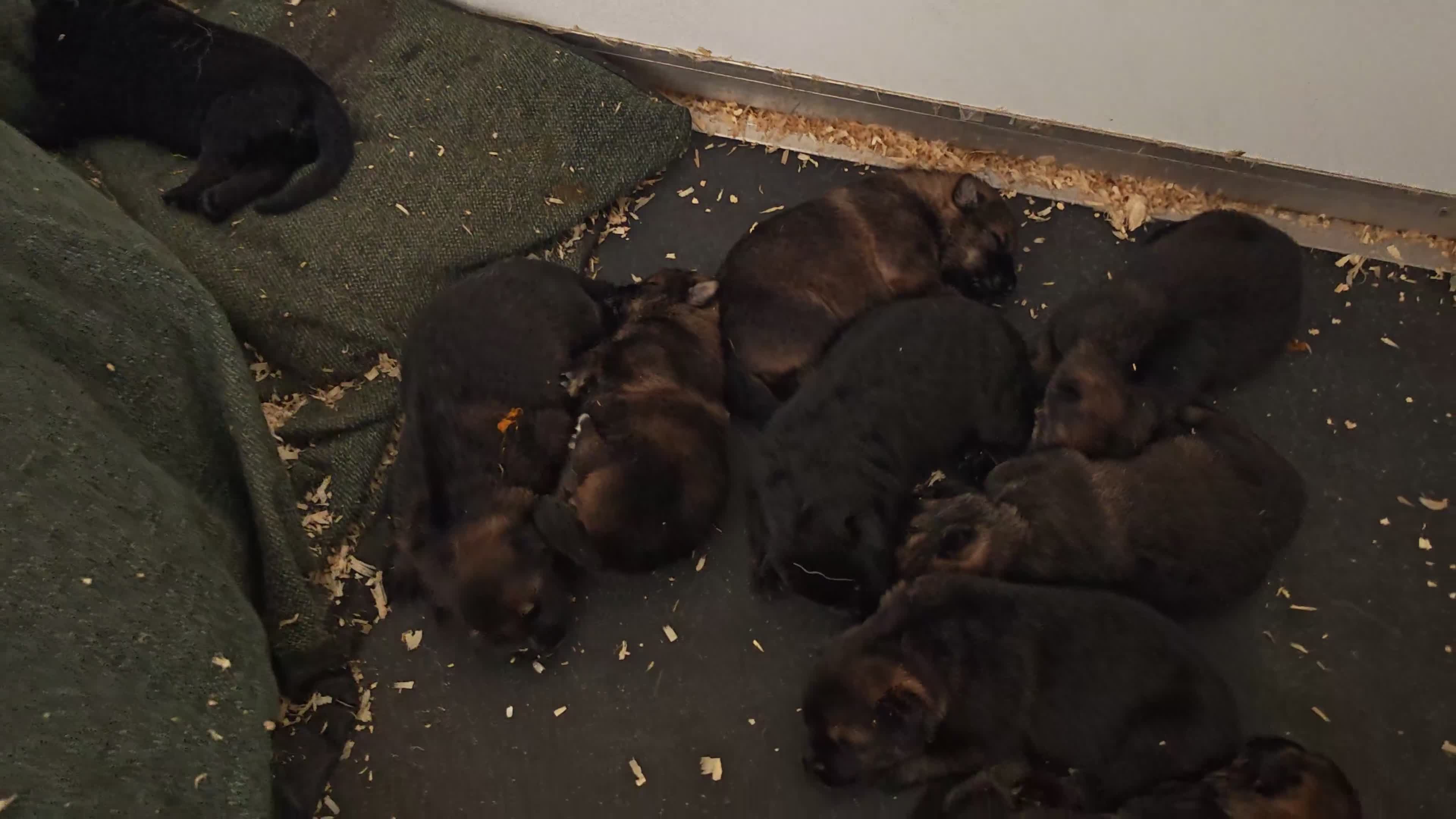 German Shepherd dogs for sale: German shepherd by Vom Geolupa Kennels  - Video 1