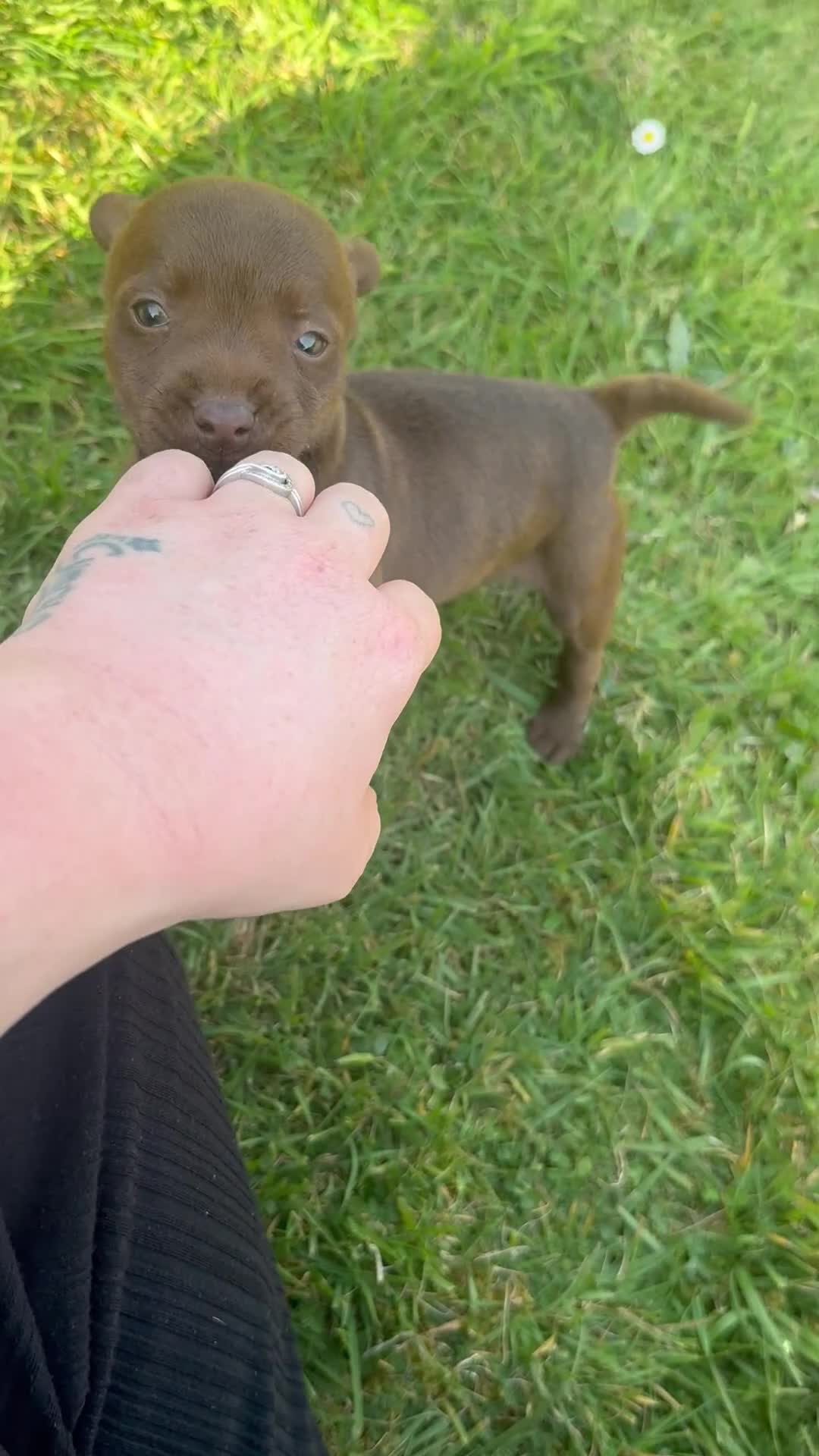 Patterdale Terrier dogs for sale: Adorable Patterdale Bitch  - Video 4