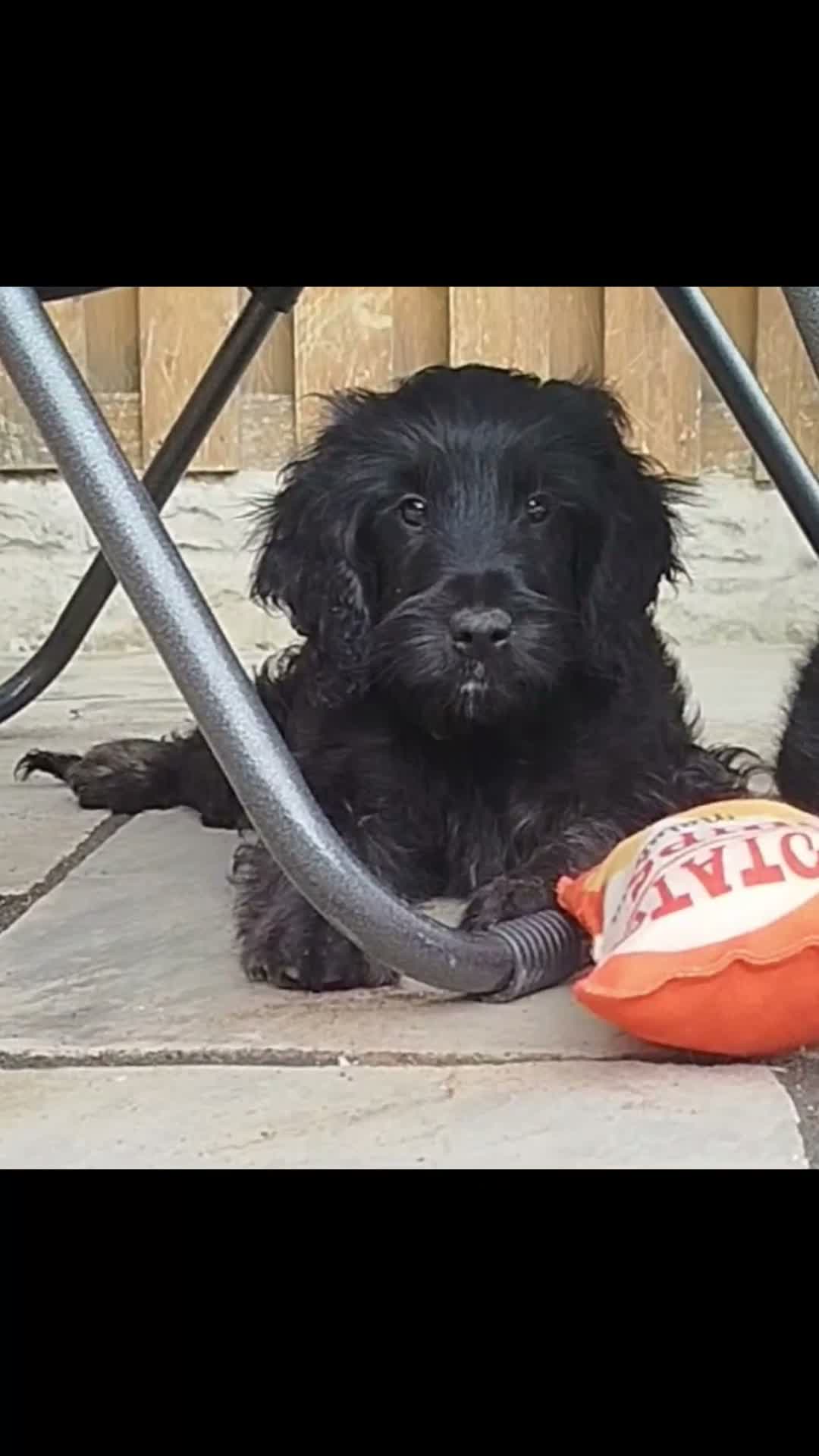 Cockapoo dogs for sale: Little boy waiting to complete your family 🩵 - Video 1
